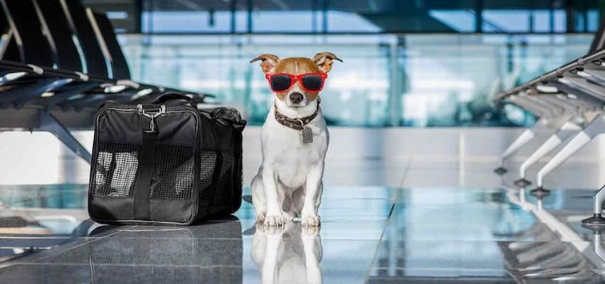 Spirit Airlines Dog Policy
