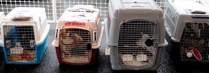 Transporting Pets in The Aircraft Hold