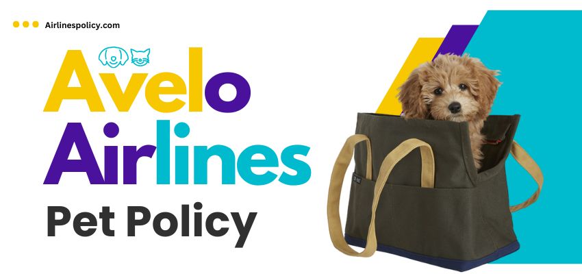 Parameters to Consider for Pet Travel In Cabin with Avelo Airlines