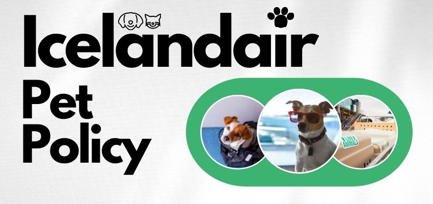 Icelandair Pet Travel Policy