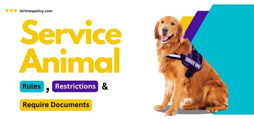 Rules, Documents Requirement & Restrictions for Service Animals travelling with Avelo Airlines