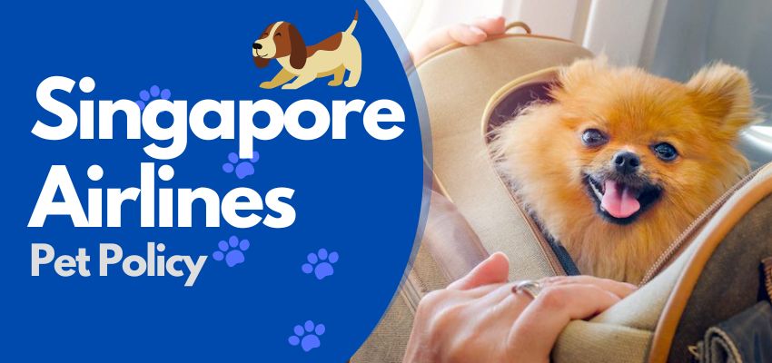 singapore airlines pet policy