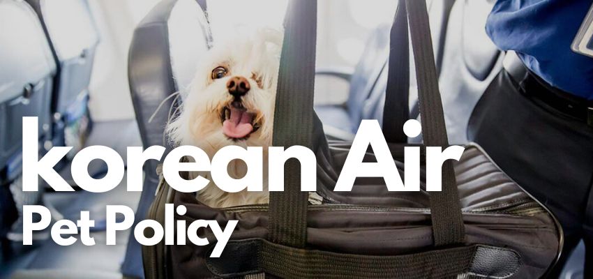Korean Air Travel Requirement For Pets
