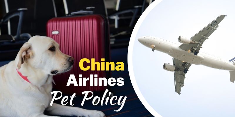 China Airlines Pet Policy