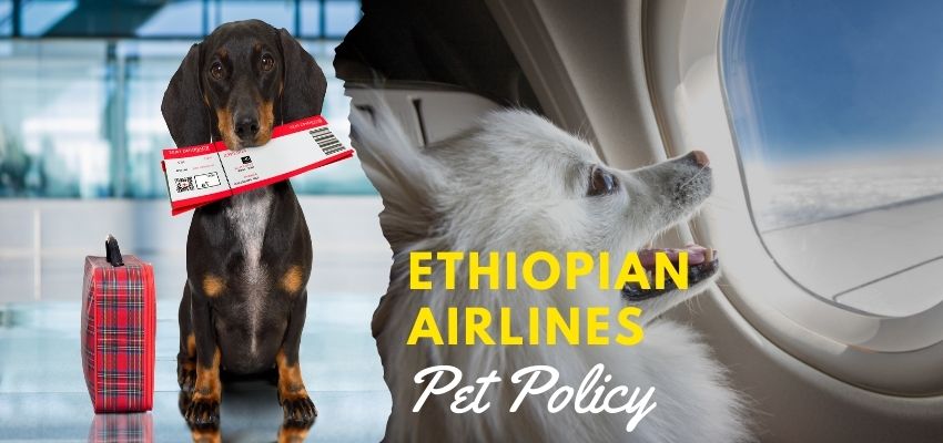 Ethiopian Airlines Pet Policy