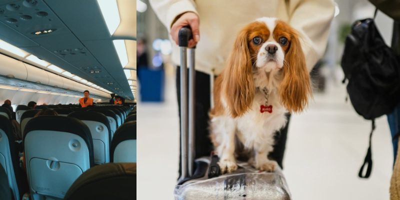 Pets on China Airlines